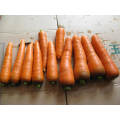 New crop Chinese carrot for wholesale top grade red natural carrots